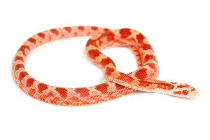 Pantherophis guttatus, fire